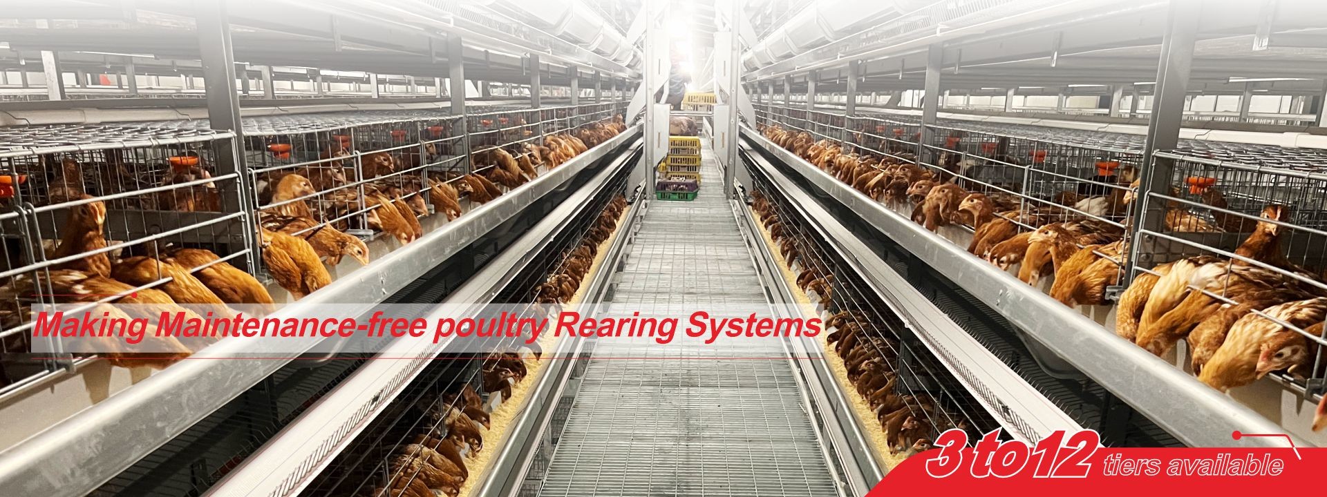 qualité Système de cage en batterie pour volaille usine
