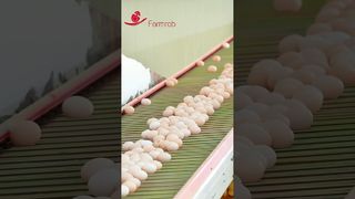 Farmrob | Système de collecte d'œufs stable conçu et produit par Farmrob #poultryfarm #chicken