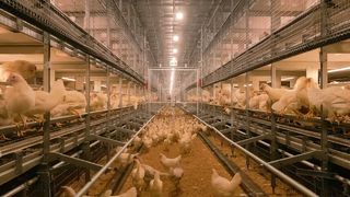 bannière 2 - sans cage