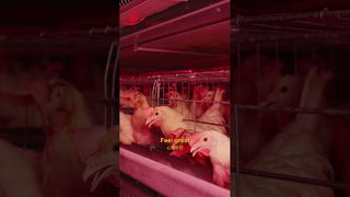 Farmrob | La vie heureuse des poulets #fermeaviculture #fabrication #