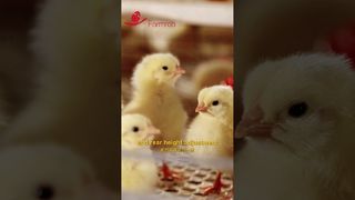 Farmrob | Systèmes automatiques d'alimentation et d'abreuvement pour poulettes #élevage #fabrication #fermeaviculture