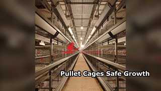 Automatisation agricole du système de cages à poulettes à 3 à 8 niveaux