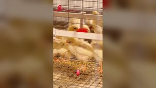 Cage pour poussins