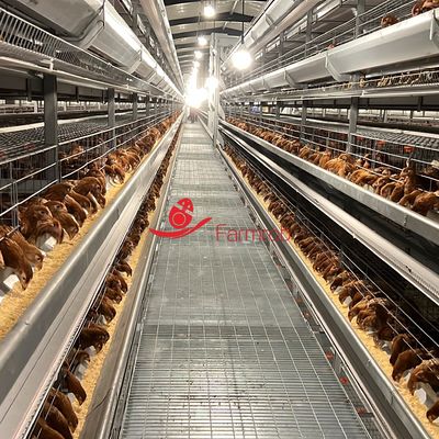 Système d'alimentation automatique à 8 niveaux Système de cage de poulet à 700 mm de hauteur d'étage pour équipement d'élevage de volailles